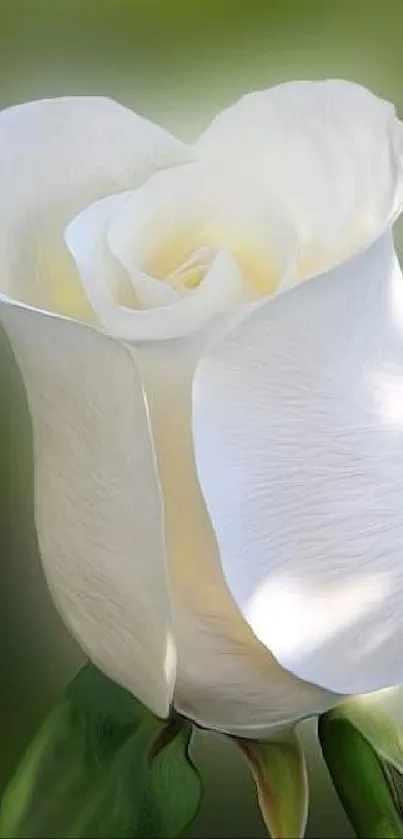 A delicate white rose with soft green background for mobile wallpaper.