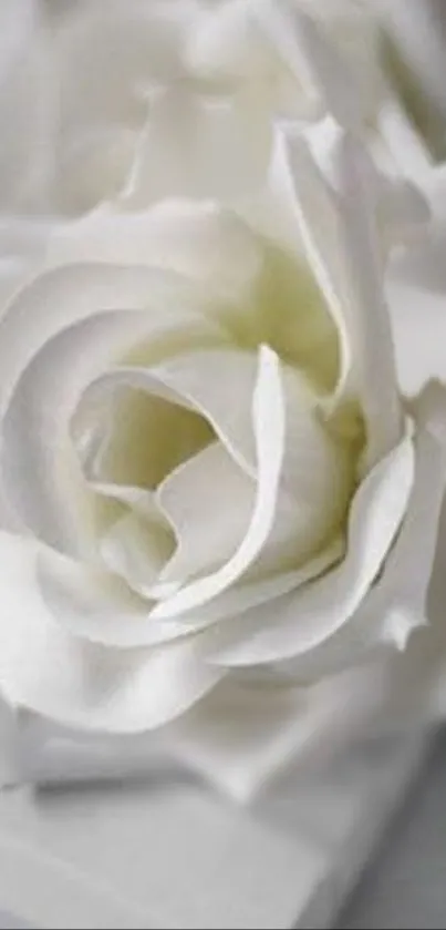 Close-up of a blooming white rose with soft, delicate petals.