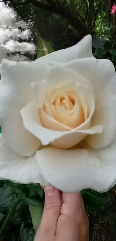 Close-up image of a white rose with scenic garden backdrop.