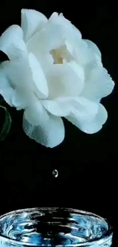 Elegant white rose with water droplets on a dark background.