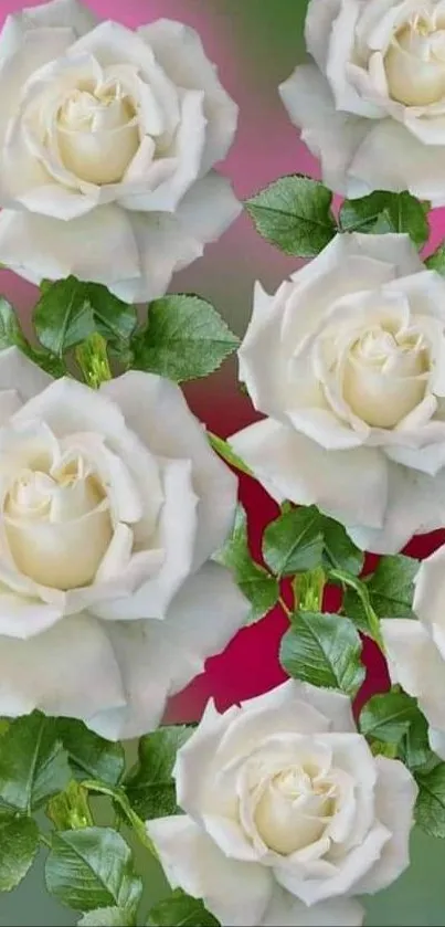 Elegant white roses with a green background.