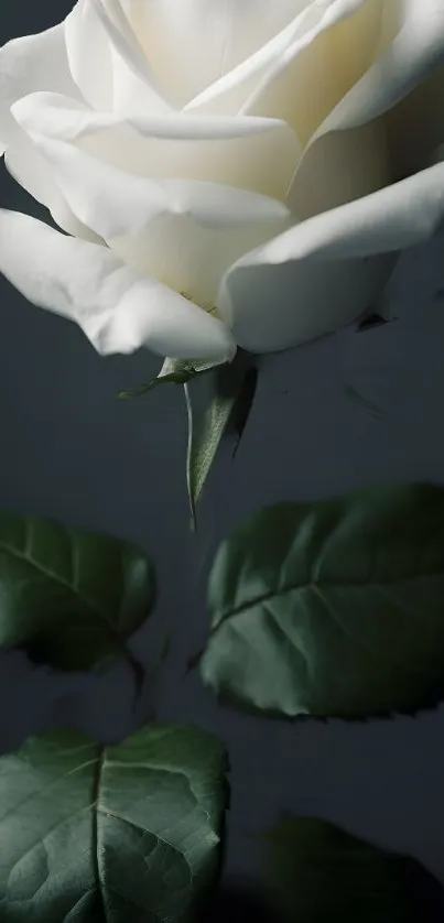 Elegant white rose with green leaves on a muted background