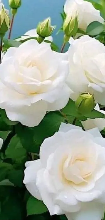 Elegant white roses with green leaves wallpaper.