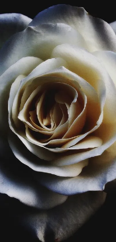 Elegant white rose with soft petals in dark background.