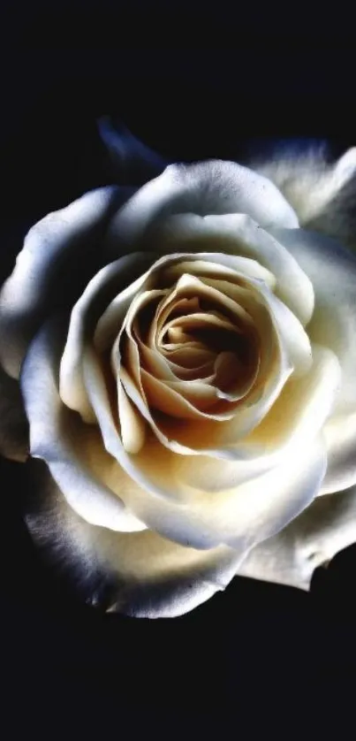 Elegant white rose on dark background mobile wallpaper.