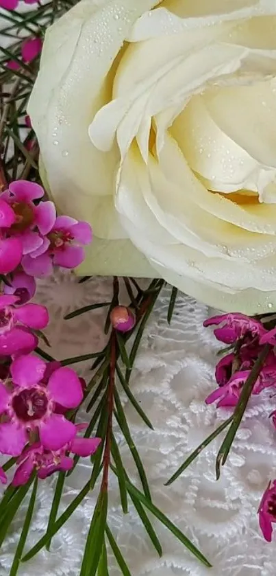 Elegant white rose with pink flowers on lace background.