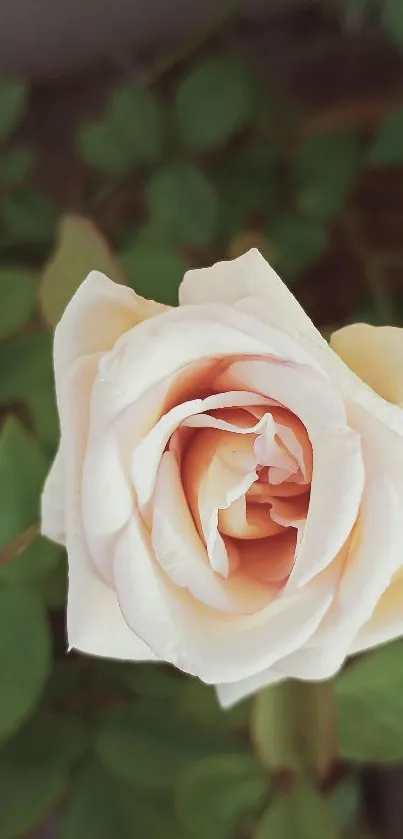 Close-up of an elegant white rose with green leaves in the background.