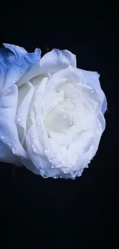 White rose with blue tips on a dark background, mobile wallpaper.