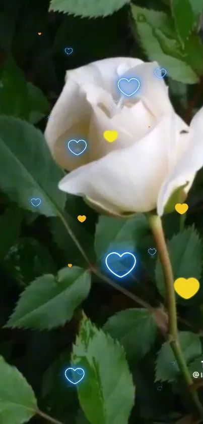 White rose with green leaves and colorful heart overlays in a natural setting.