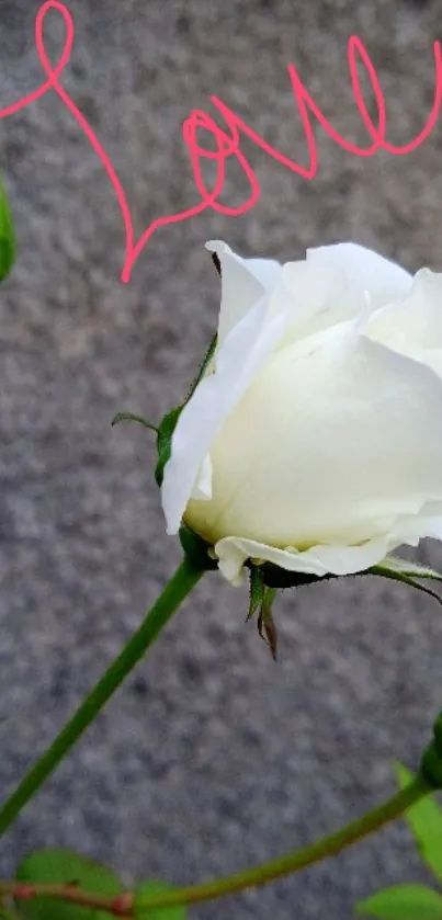 White rose with 'Love' written in pink on a soft background.