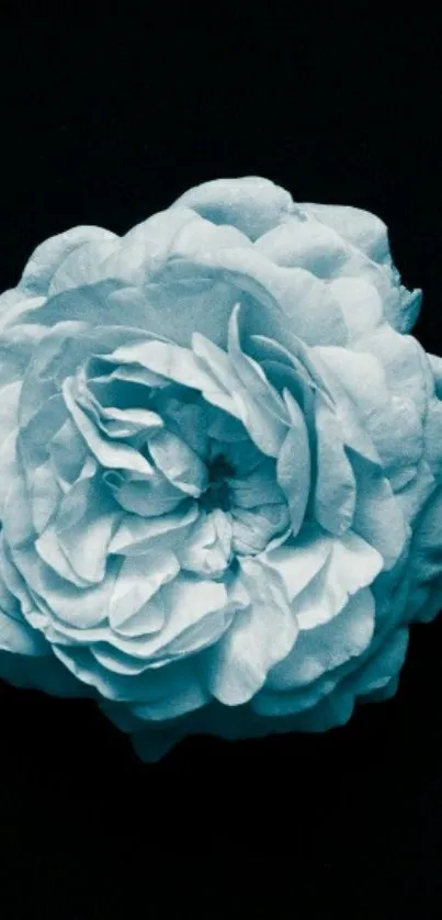 White rose on a dark background wallpaper.