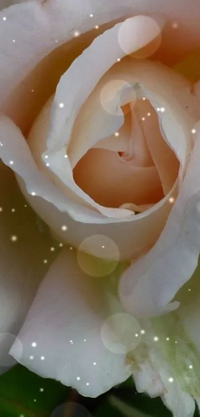 Elegant white rose with green leaves wallpaper.