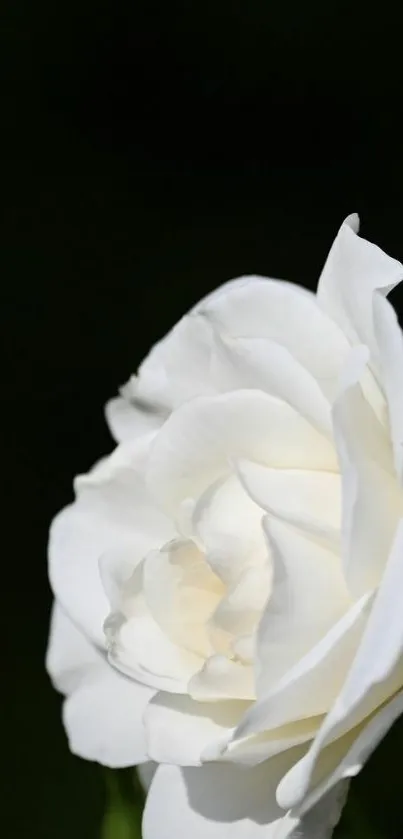 Close-up of a white rose on a dark background, highlighting its elegance.