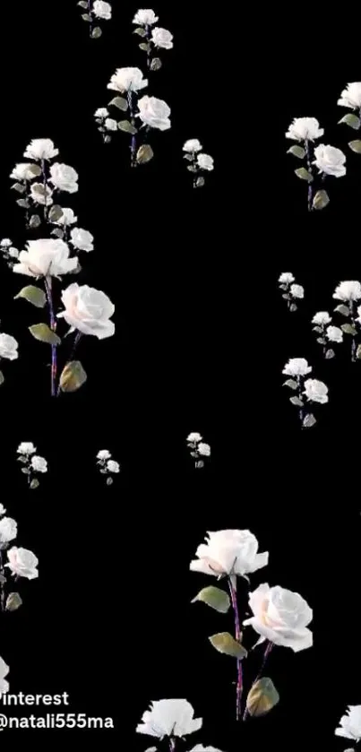 White roses on a black background wallpaper.