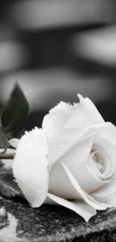 A stunning white rose with dew drops on a stone surface.