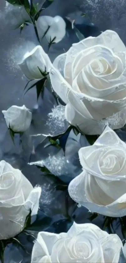 Elegant white roses in full bloom wallpaper.