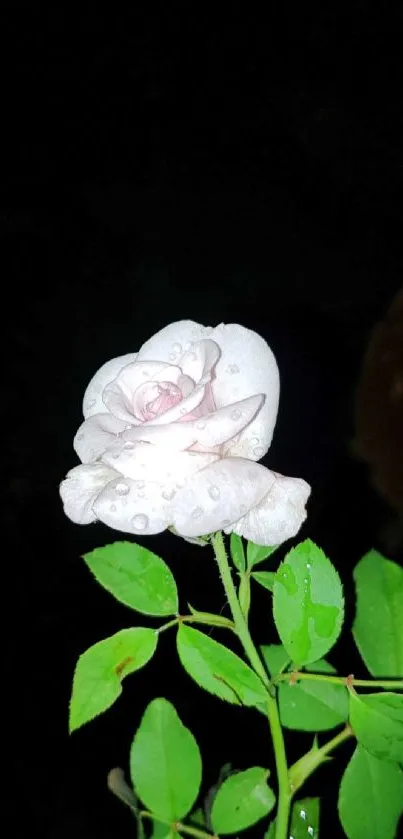 Elegant white rose with dewdrops on dark background.