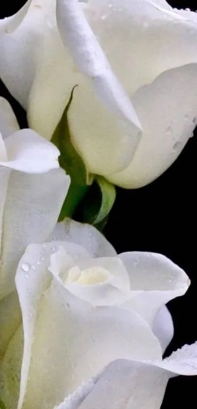 Elegant white roses with dew droplets on a black background.