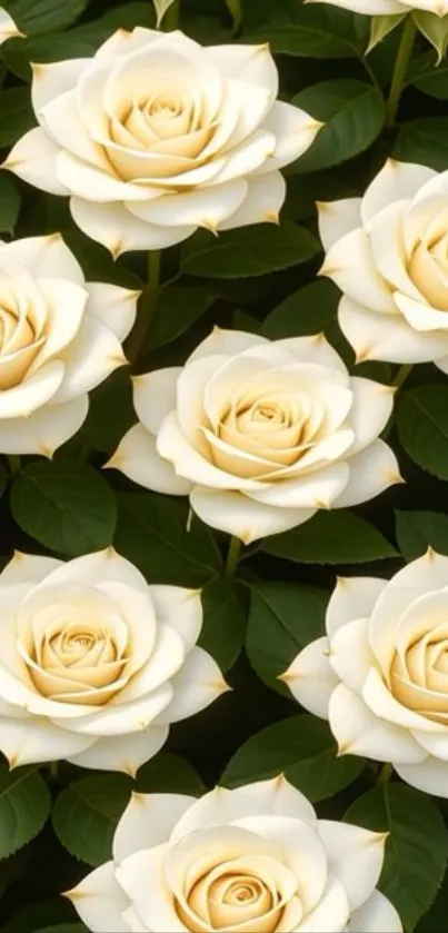Pattern of elegant white roses.