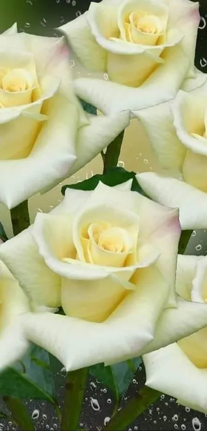 Elegant white roses with dew on petals and green leaves wallpaper.