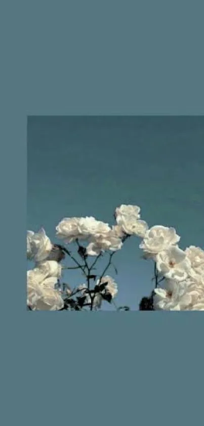 White roses under a clear blue sky on a minimalist background.