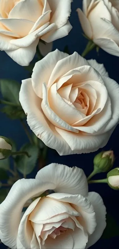 Elegant white roses on a dark blue background.