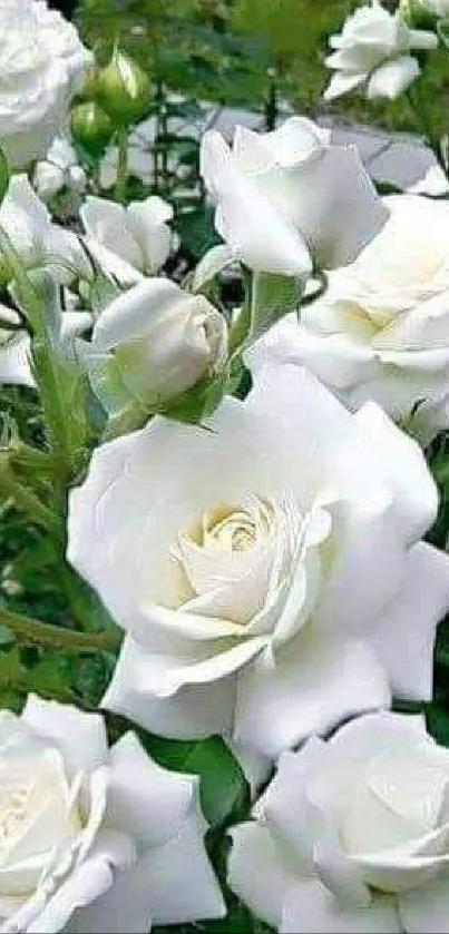 Blooming white roses with lush green leaves.