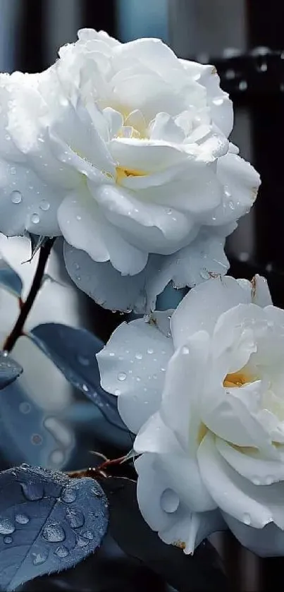 White roses with dewdrops on dark leaves wallpaper.