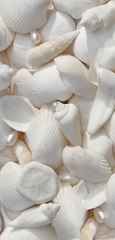 White seashells mobile wallpaper with elegant design.