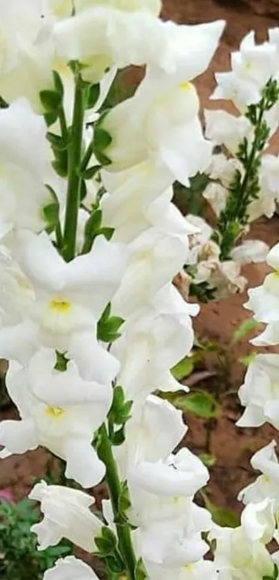 White snapdragon flowers in a garden setting.