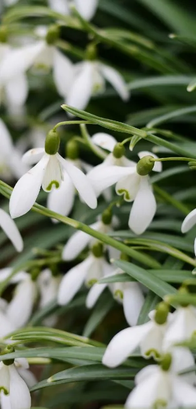 White snowdrops with lush green leaves, showcasing elegant blossoms.