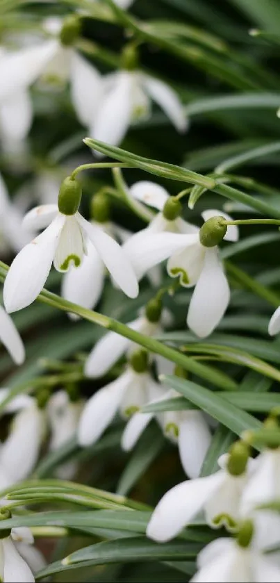 Delicate white snowdrops amidst green foliage, perfect for a serene mobile wallpaper.