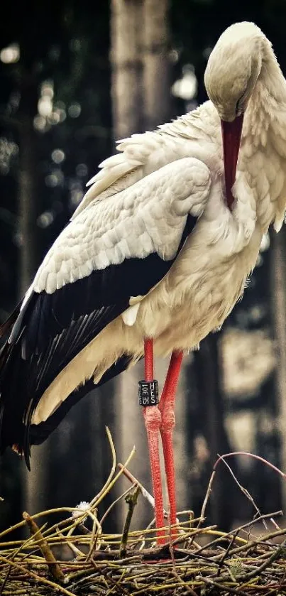 Elegant white stork standing in nature, showcasing a serene wildlife scene.