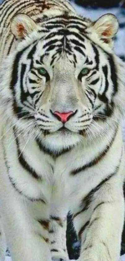 Majestic white tiger walking in snow-covered landscape.