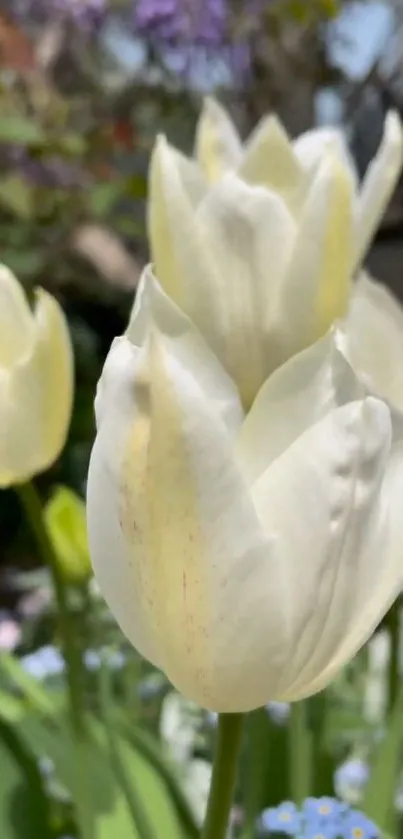 Close-up of white tulip in garden setting.