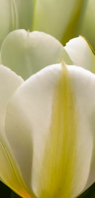 Close-up of an elegant white tulip flower wallpaper.