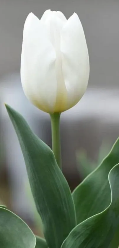 Elegant white tulip with green leaves.