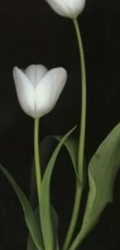 White tulips on a dark background, elegant and minimalist.