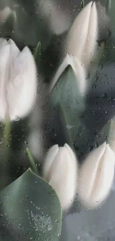 White tulips behind misty glass with dewdrops creating an elegant look.