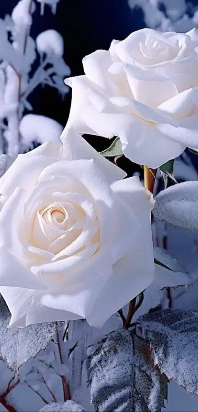 Elegant white roses amidst a frosty winter setting.