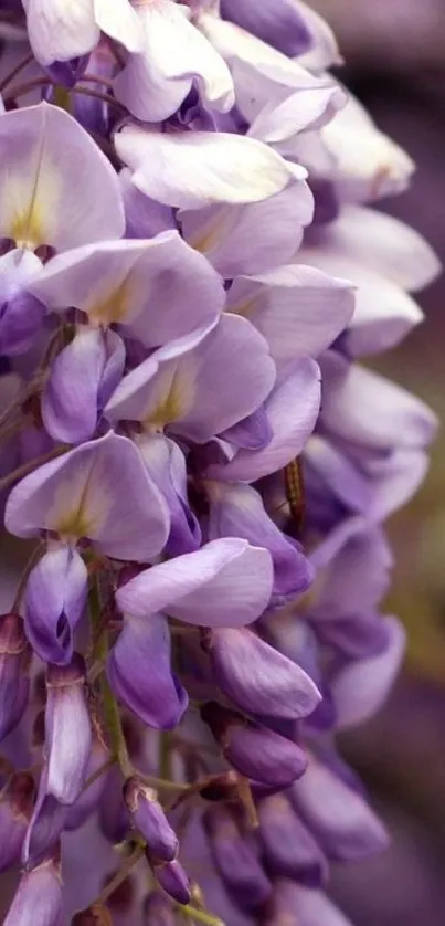 Delicate wisteria blooms in soft violet hues.