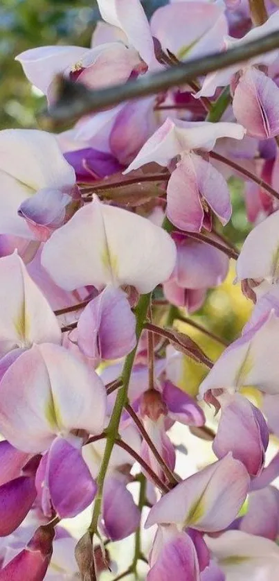 Wisteria blossoms with purple petals on branches.