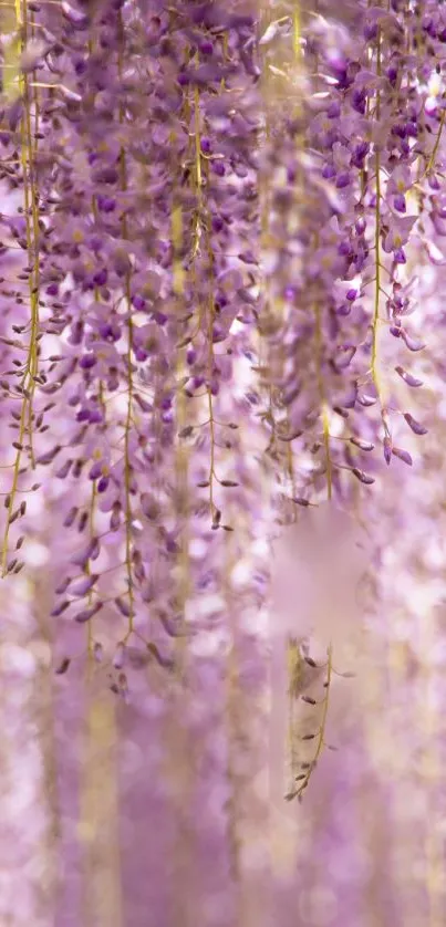 Purple wisteria flowers cascading elegantly for mobile wallpaper.