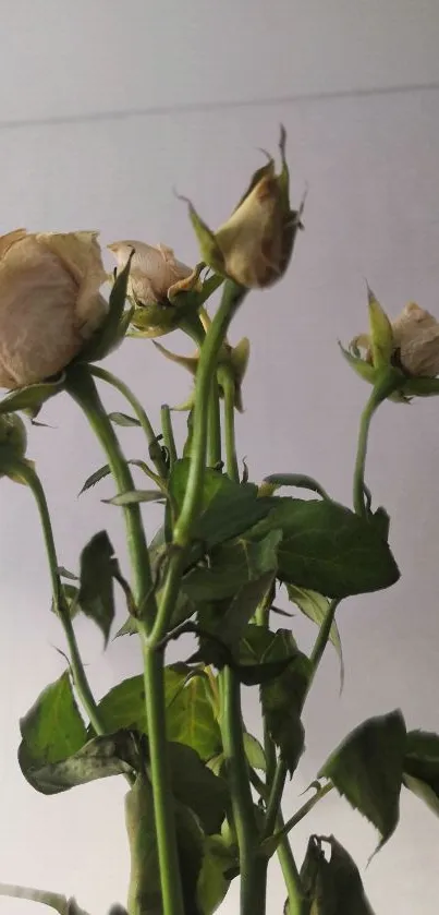 Wallpaper of withered rose flowers with green stems on a soft gray background.