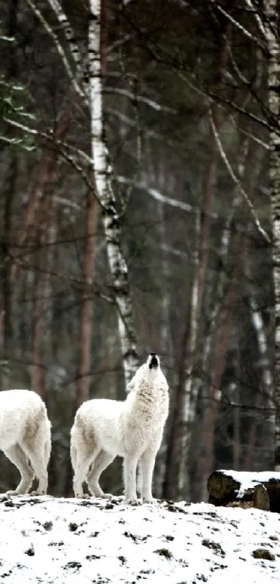 A group of wolves standing in a snowy forest setting.