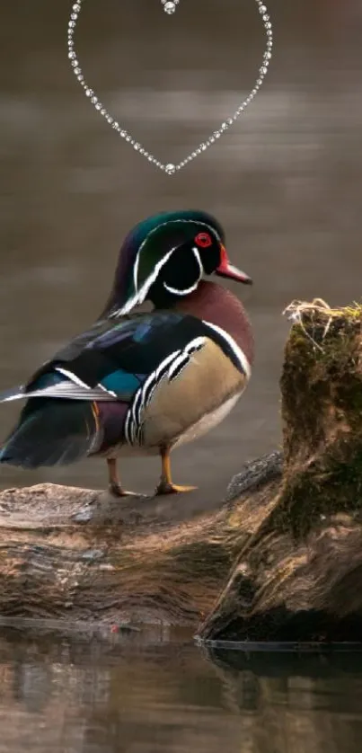 Wood duck on log with heart shaped pattern above.