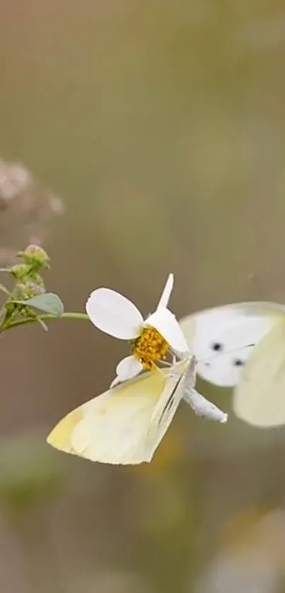 Yellow butterfly on a flower in nature background wallpaper.