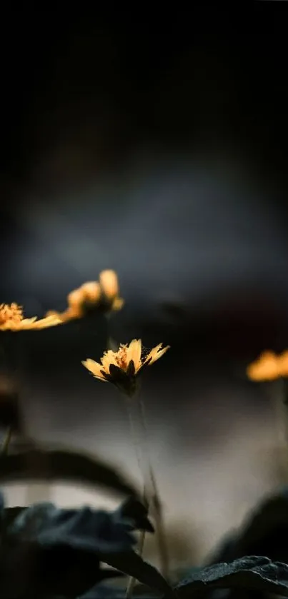 Dark background with vibrant yellow flowers.