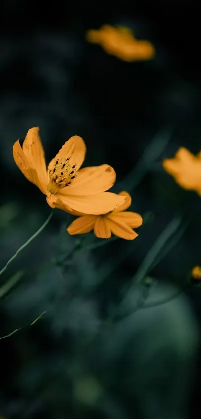 Vibrant yellow flower with dark green background.