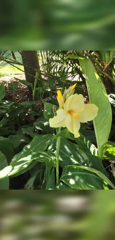 A yellow flower with green leaves in a natural setting.